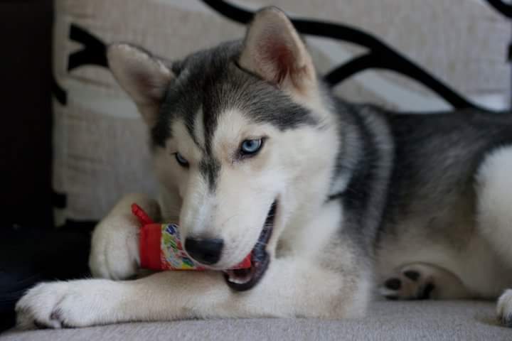 Đặc điểm ngoại hình của chó Husky Sibir thuần chủng