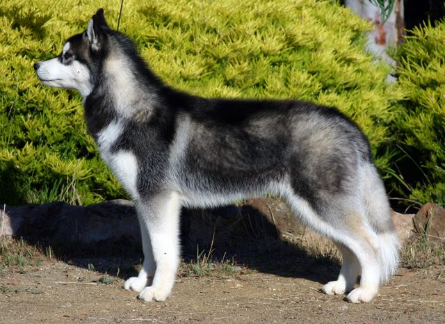 Mua bán chó husky Sibir con thuần chủng