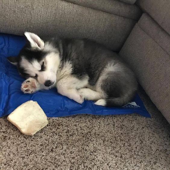 Nuôi chó Husky thuần chủng