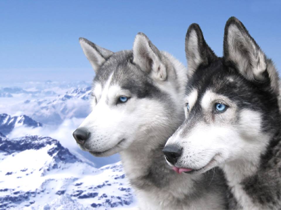 Nguồn gốc xuất xứ chó Husky Sibir