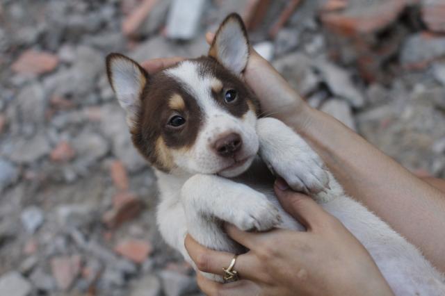 Hình ảnh chó husky lai becgie đáng yêu