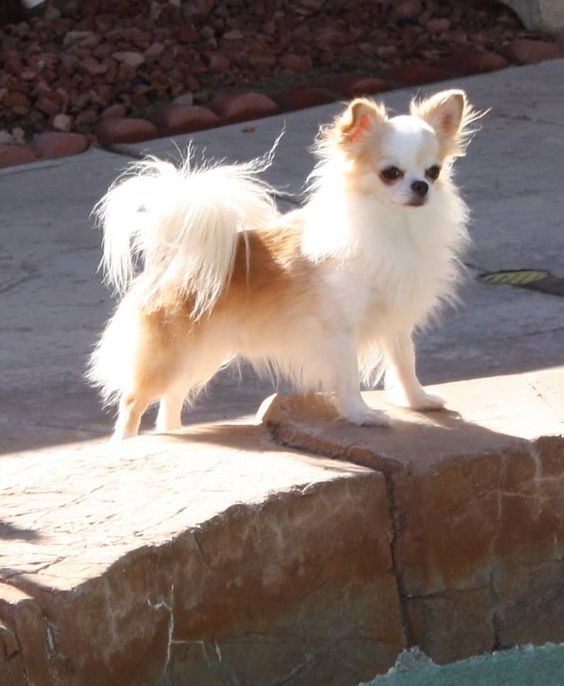  chó Chihuahua 