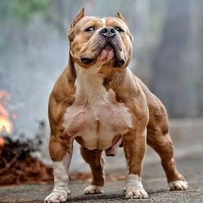 3 Tieu Chuáº©n Chá»n Nhá»¯ng Chu Cho Pitbull Thuáº§n Chá»§ng Thu Kiá»ƒng